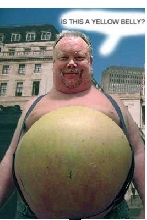yellow belly