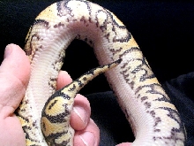 Pastel Belly