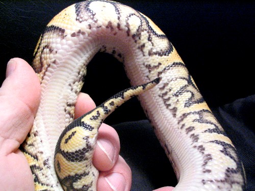 Pastel Belly