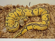 Reptile Industries, Inc.