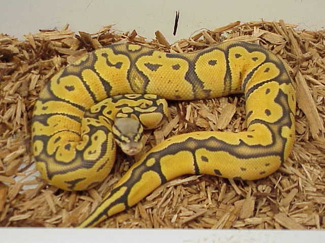 Reptile Industries, Inc.