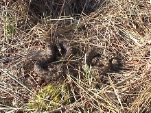 Breeding pair of Eastern Massasaugas