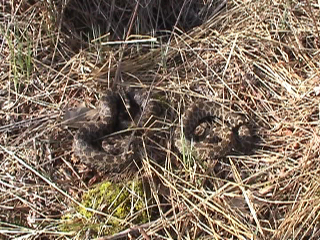 Breeding pair of Eastern Massasaugas
