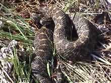 Gravid Eastern Masssasauga