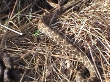 Male Eastern Massasauga different camera angle