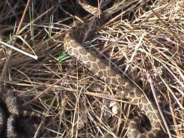 Male Eastern Massasauga different camera angle