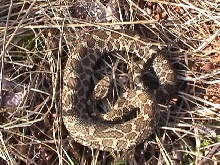 Most likely a male Eastern Massasauga