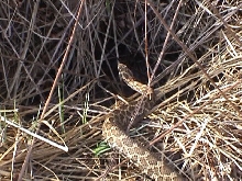 Male Eastern Massasauga