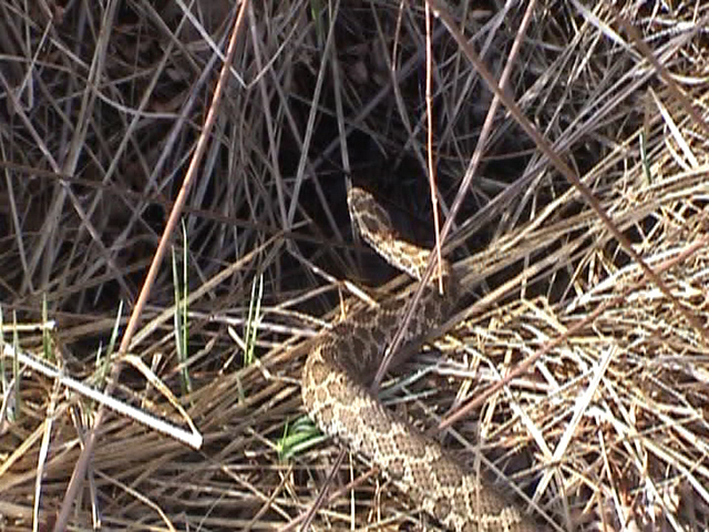 Male Eastern Massasauga