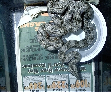 argentine  boas