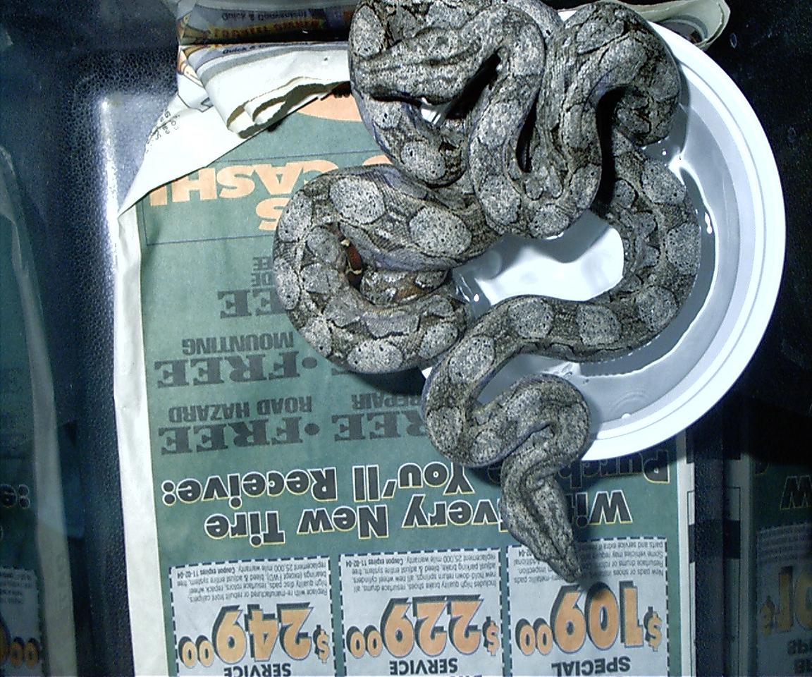 argentine  boas