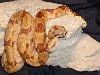 salmon boa