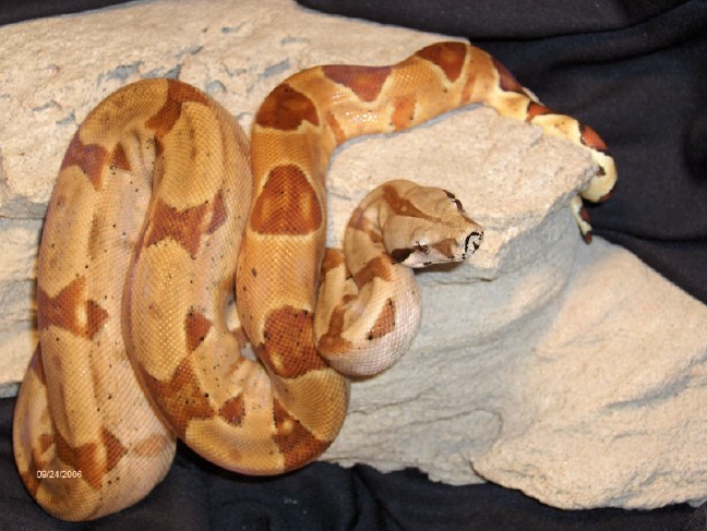 salmon boa
