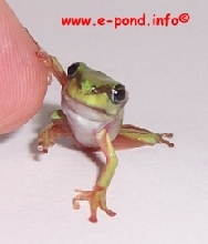 Litoria caerulea froglet