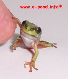 Litoria caerulea froglet