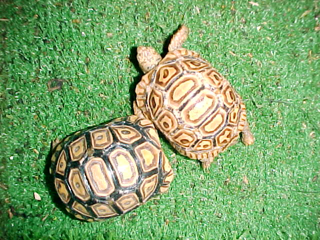 group 1