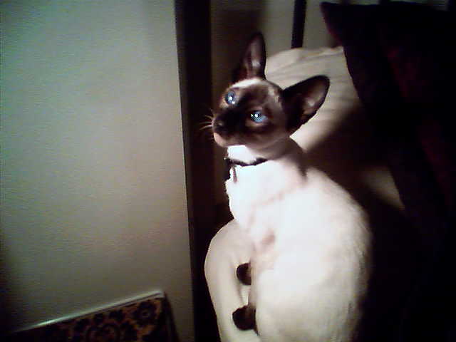 My Little Prince