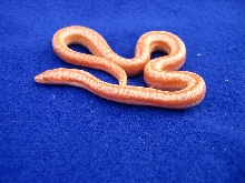 2005 lim baby 2