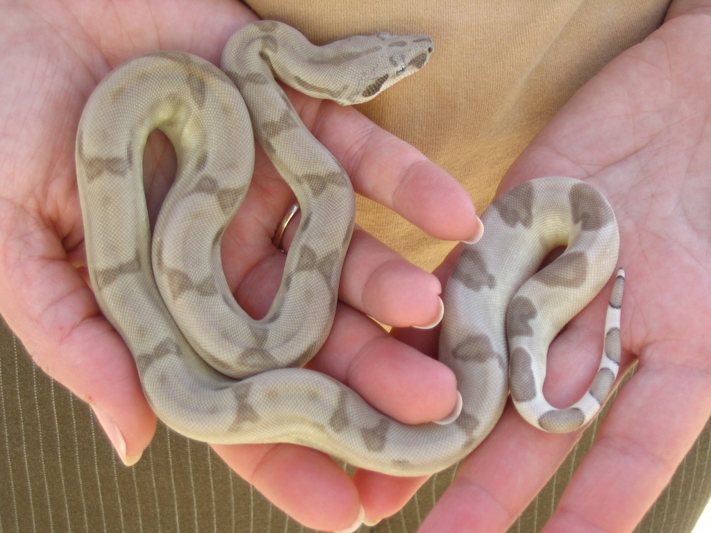 ghost boa baby
