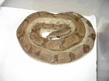 ghost boa