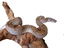 ghost boa