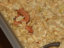 newborn limburg albino