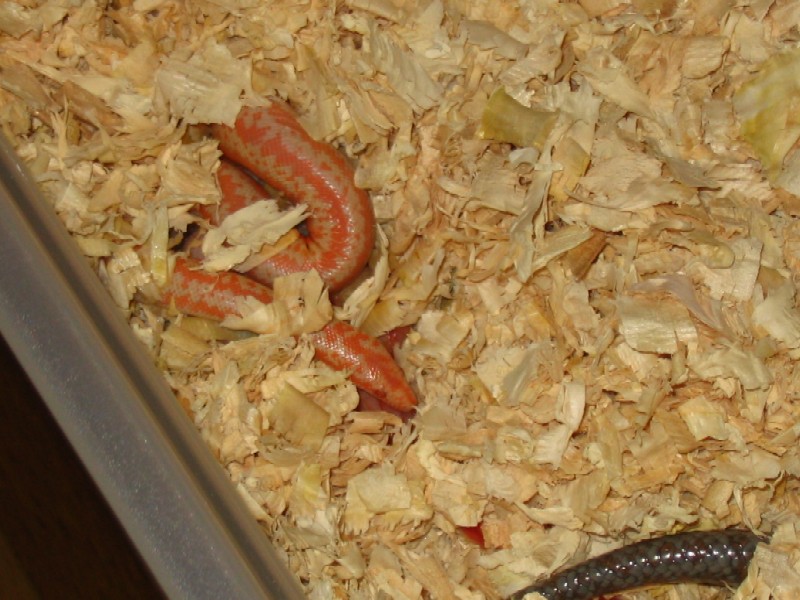 newborn limburg albino