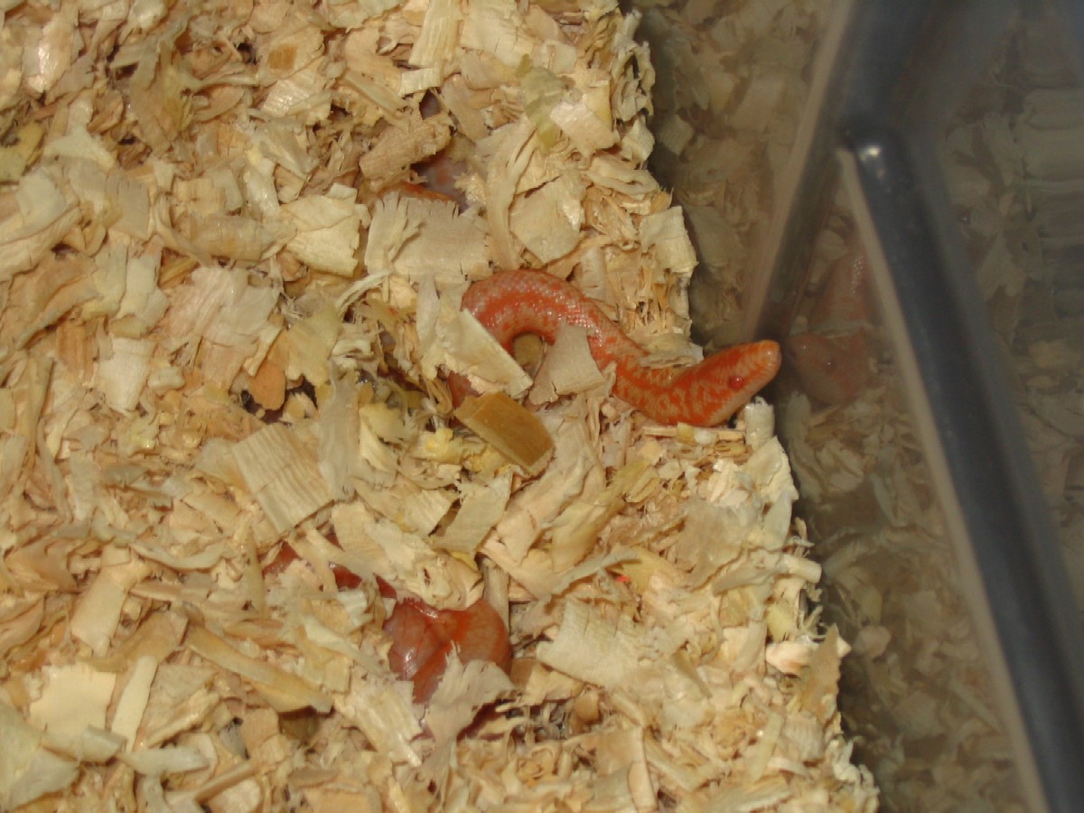 newborn limburg albino