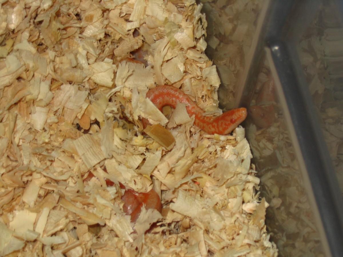 newborn limburg albino