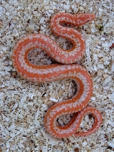 2003 limburg albino