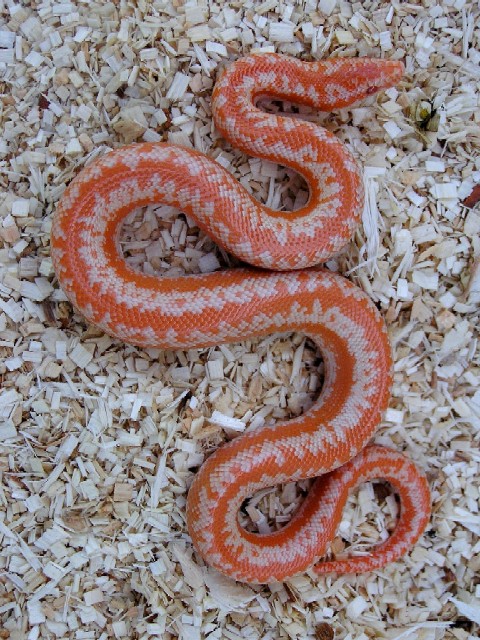 2003 limburg albino