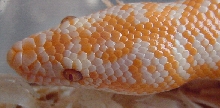 limburg albino