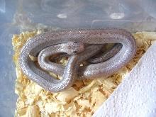morongo valley silver axanthic