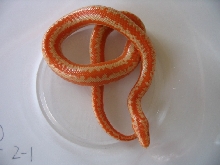 flourescent Limburg albino