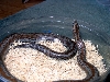 adult posshet limburg albino