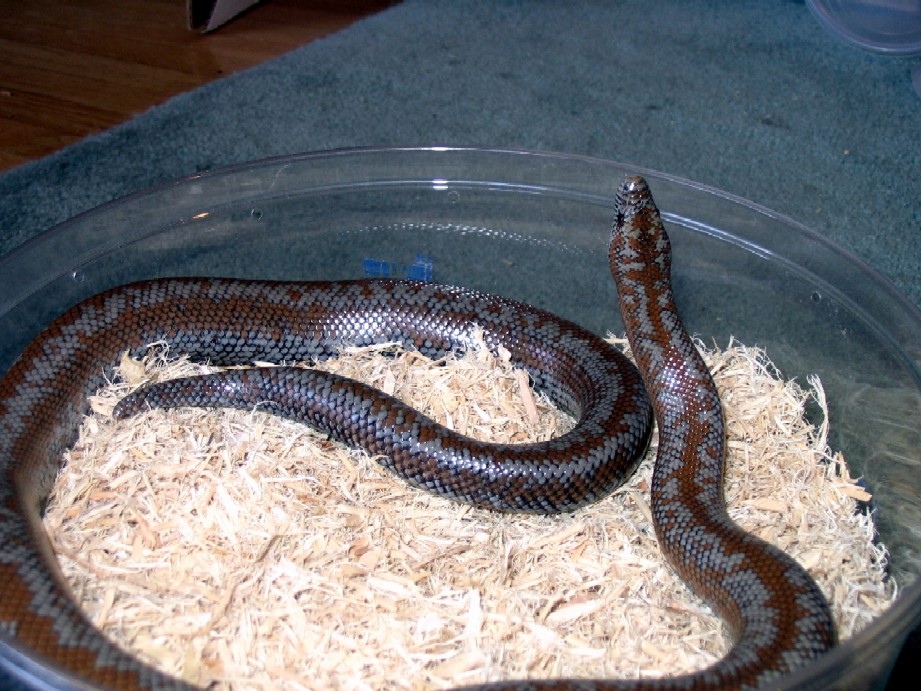 adult posshet limburg albino