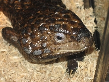 shingleback shot