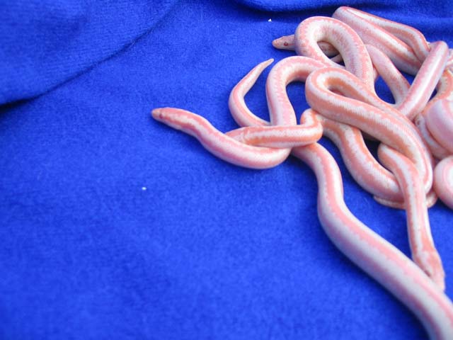 05 limburg albino clutch