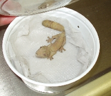 Uroplatus henkeli, same one