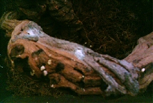 Male Mossy on Branch