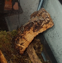 Uroplatus henkeli 11-7-04