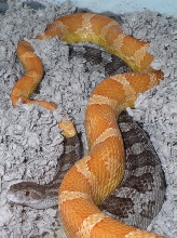 creamsicle by great plains ratsnake