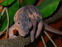Abbigail female 2004