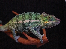 Emmet November 2006