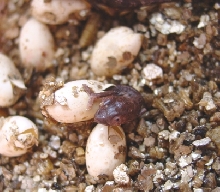 Just Hatched Chameleon