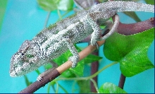 Young Panther Chameleon
