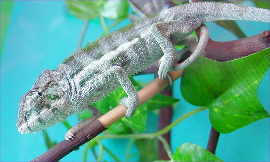 Young Panther Chameleon