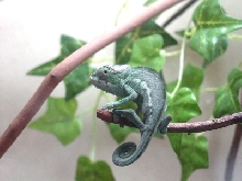 Young Nosy Be Panther Chameleon