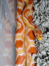 albino jungle cornsnake