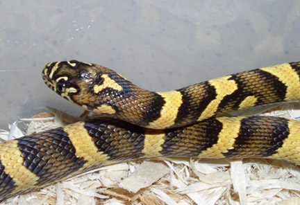 jungle corn